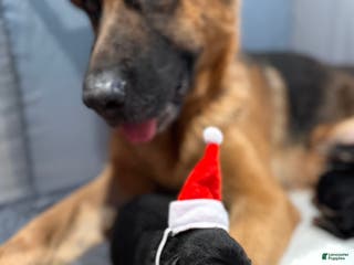 German Shepherd dogs German Shepherd Puppy 5 - Ad 16