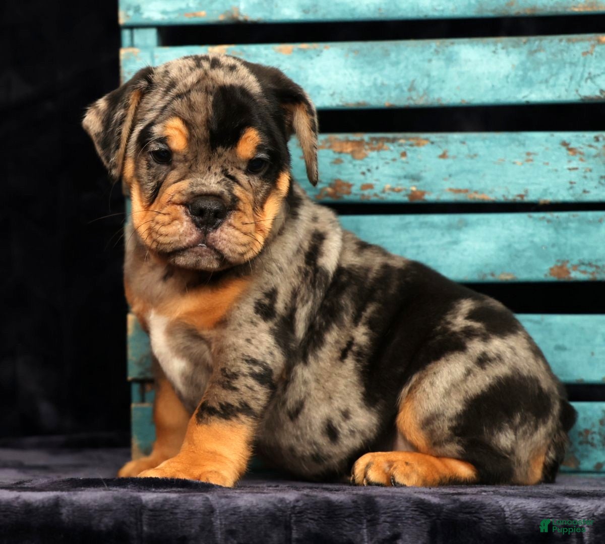 Beabull dogs Clark - Ad 1