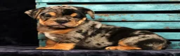 Beabull dogs for sale: Clark - Ad 1