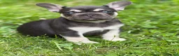 French Bulldog dogs for sale: Big Boy - Ad 5