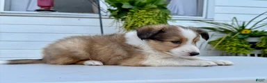 Ranger 
