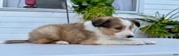 Shetland Sheepdog dogs for sale: Ranger  - Ad 1