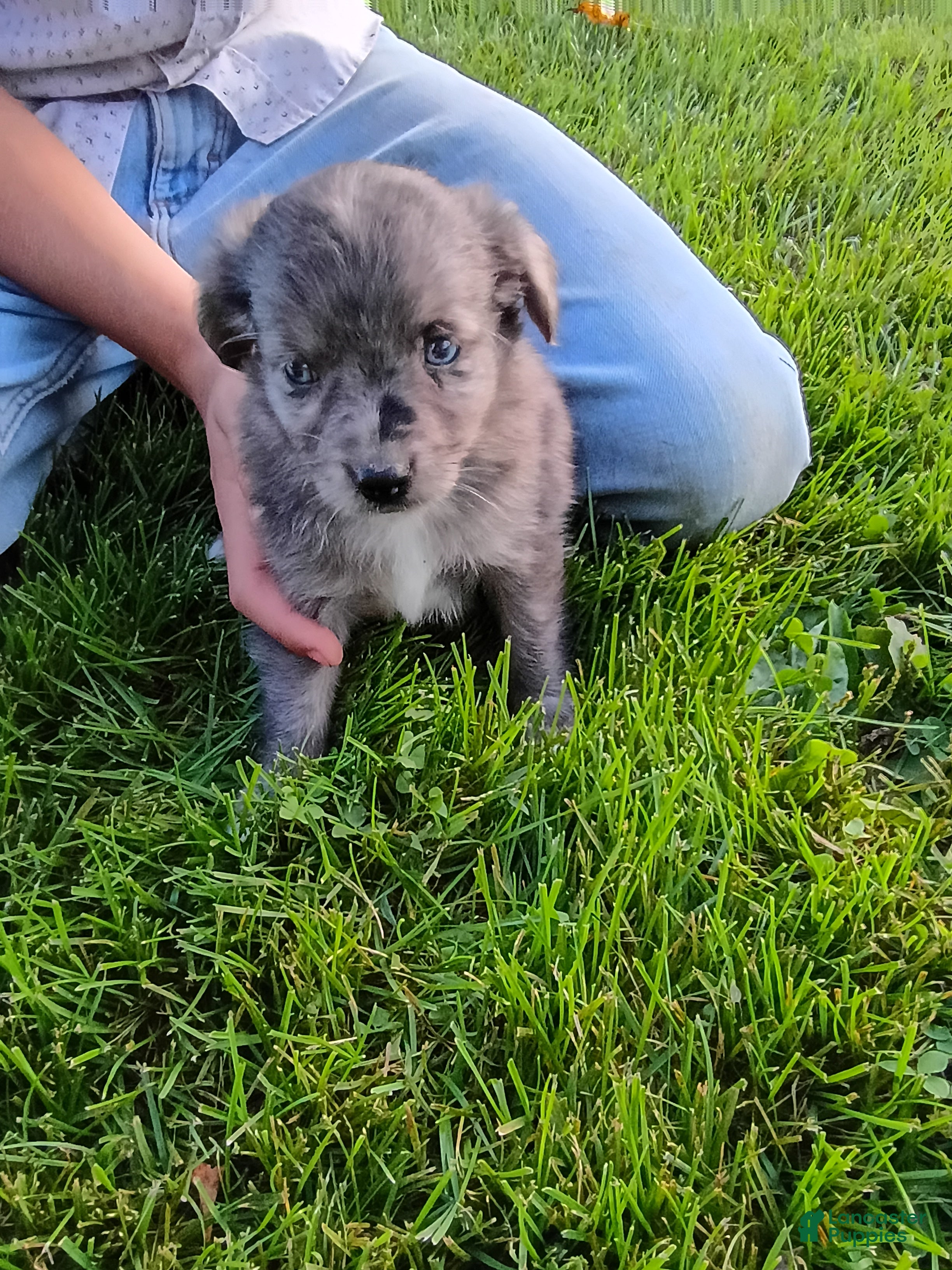 Mini Aussiedoodle dogs Tootsie  - Ad 2