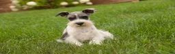 Miniature Schnauzer dogs for sale: Quinn Miniature Schnauzer  - Ad 9