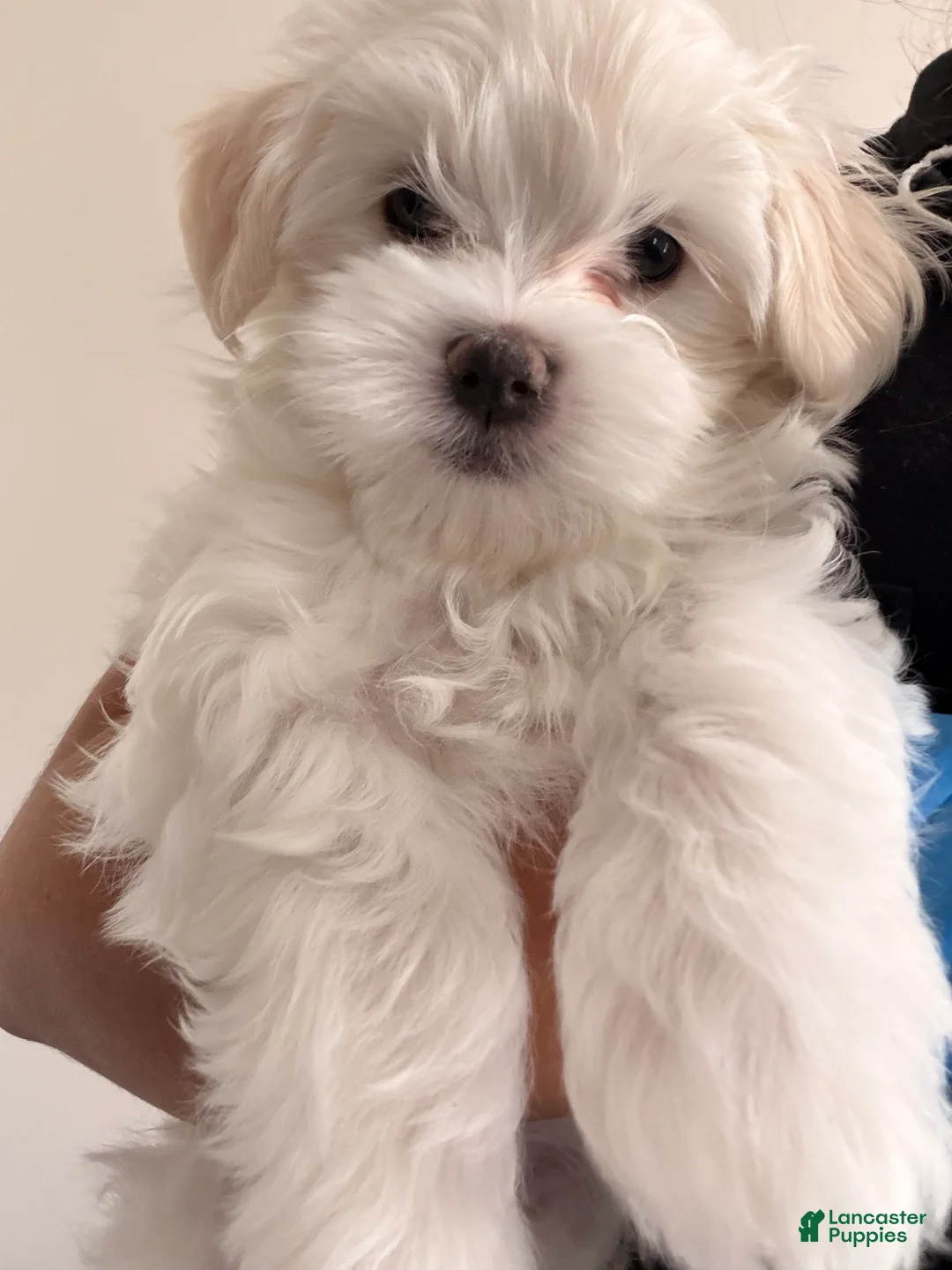 Maltese dogs for sale: Max - Ad 2