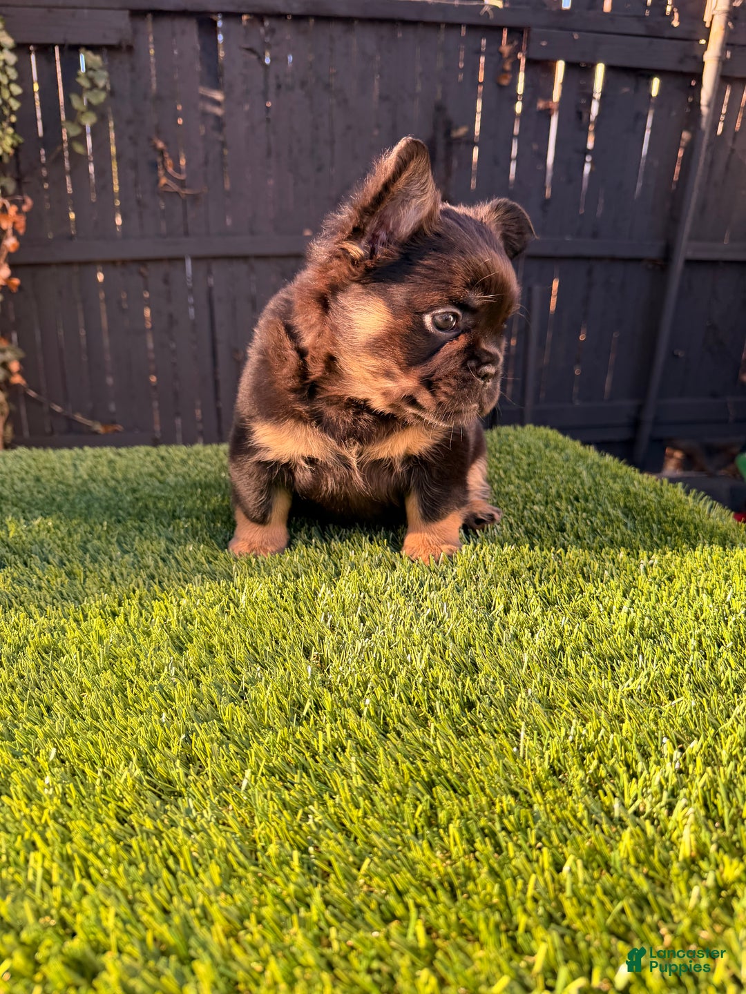 French Bulldog dogs for sale: Winter - Ad 3