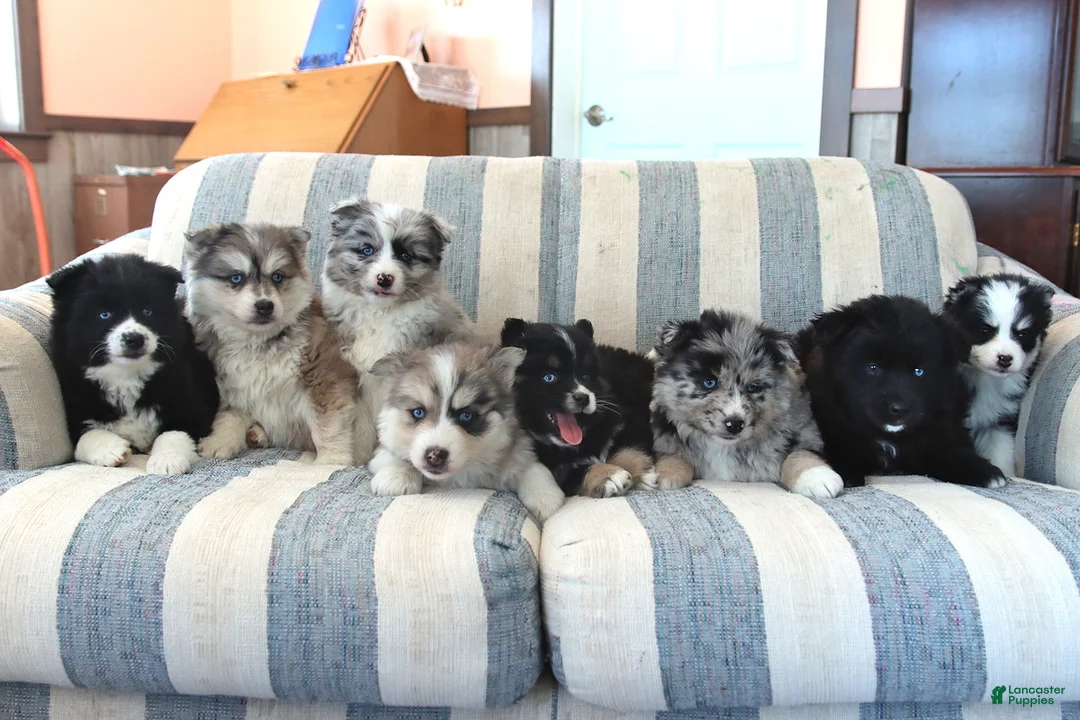 Pomsky dogs for sale: Baxter - Ad 2