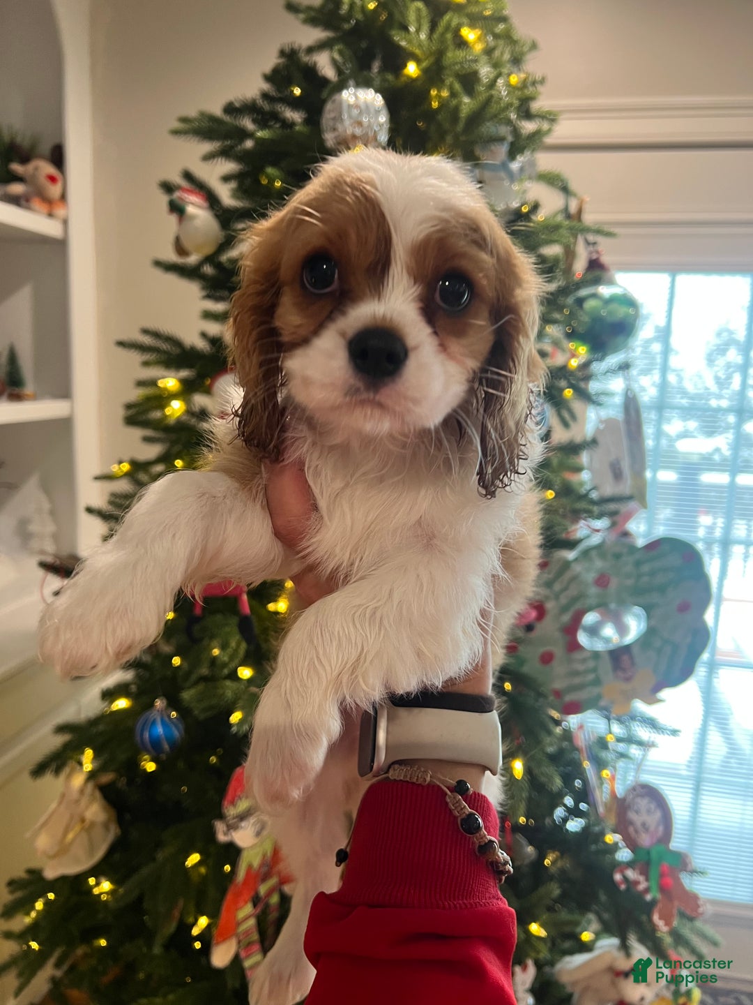 Cavalier King Charles Spaniel dogs for sale: Blenhiem boy  - Ad 4