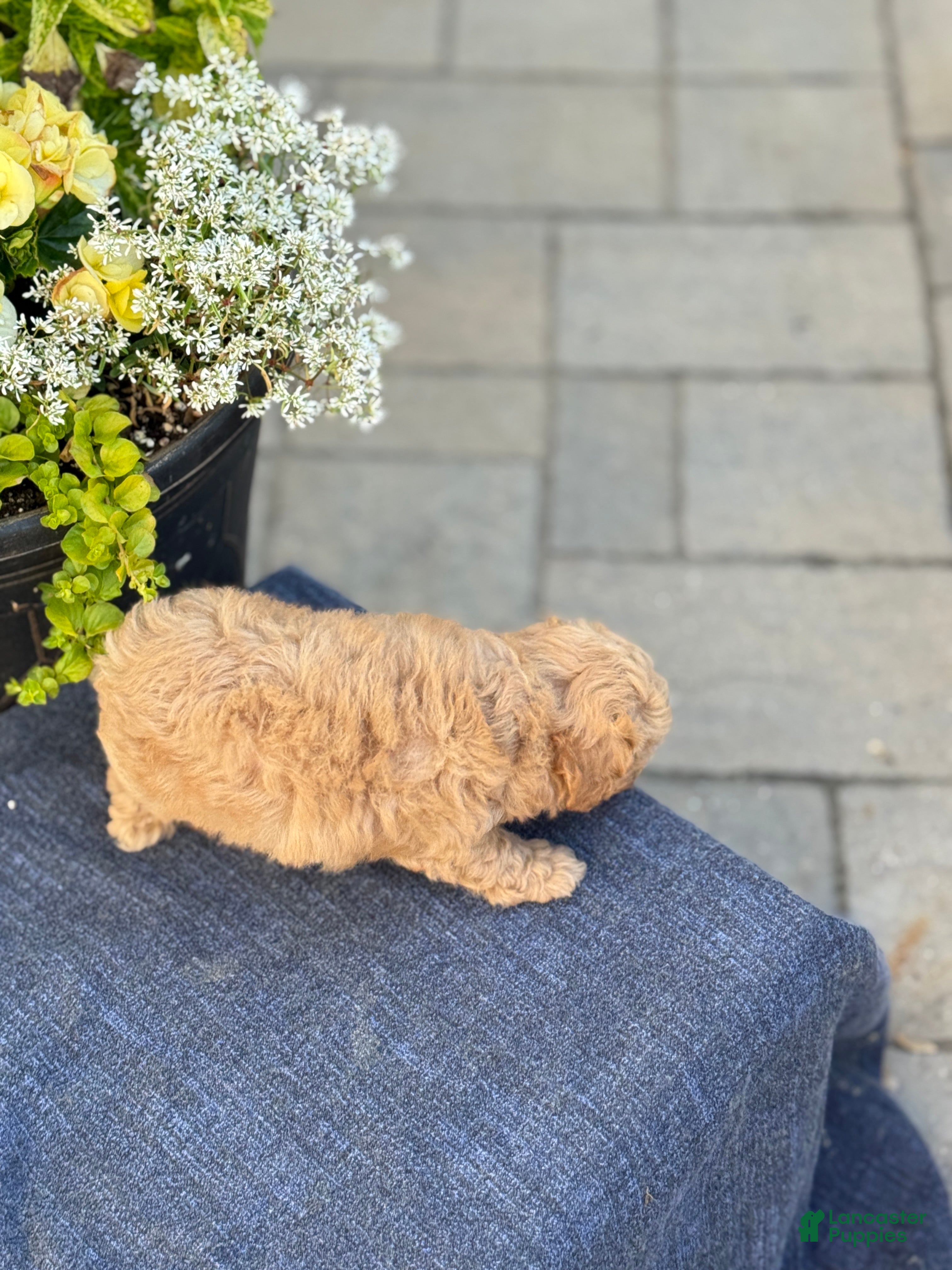 Bichpoo dogs for sale: Flora - Ad 10