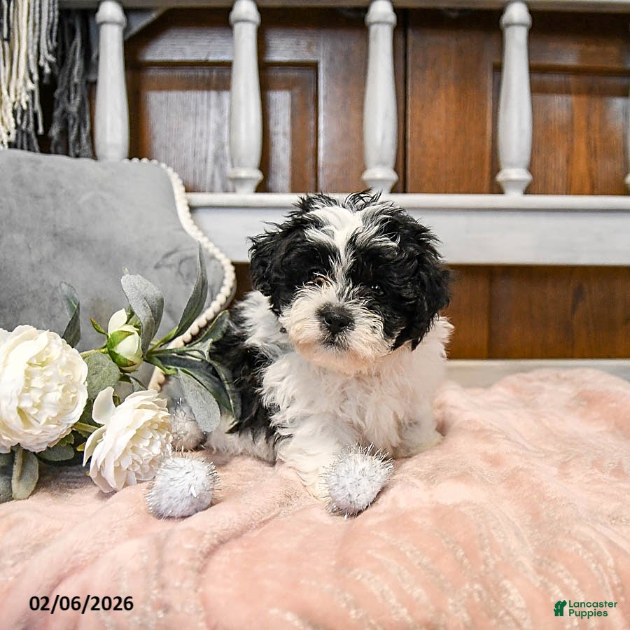 Teddy Bear dogs Kisses - Ad 34