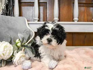 Teddy Bear dogs Kisses - Ad 34