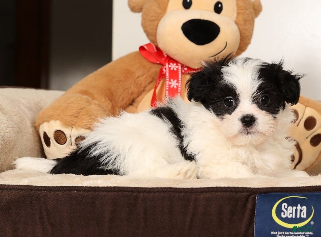 Malshi dogs for sale: Jasper - Ad 6