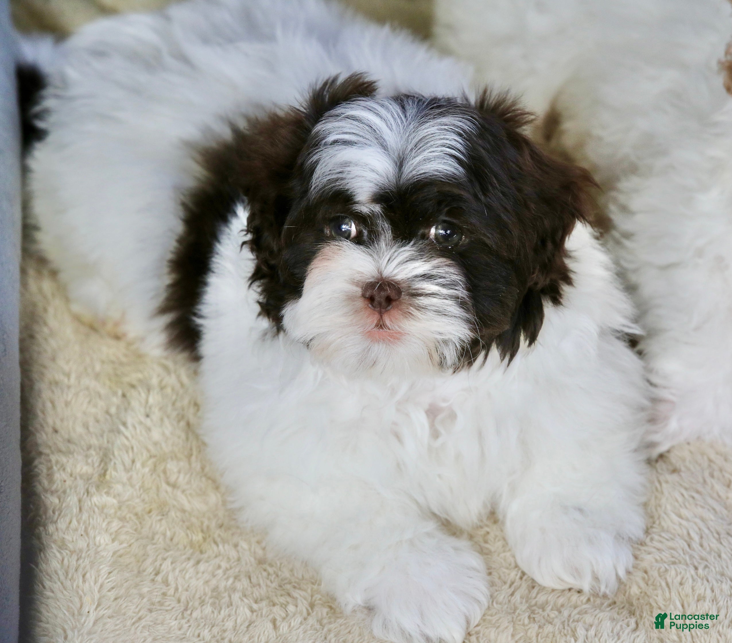 Shihpoo dogs Briglee - Ad 1
