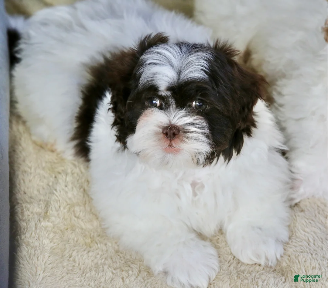 Shihpoo dogs for sale: Briglee - Ad 6