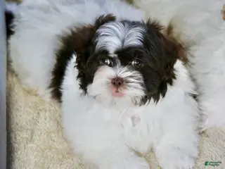 Shihpoo dogs for sale: Briglee - Ad 4