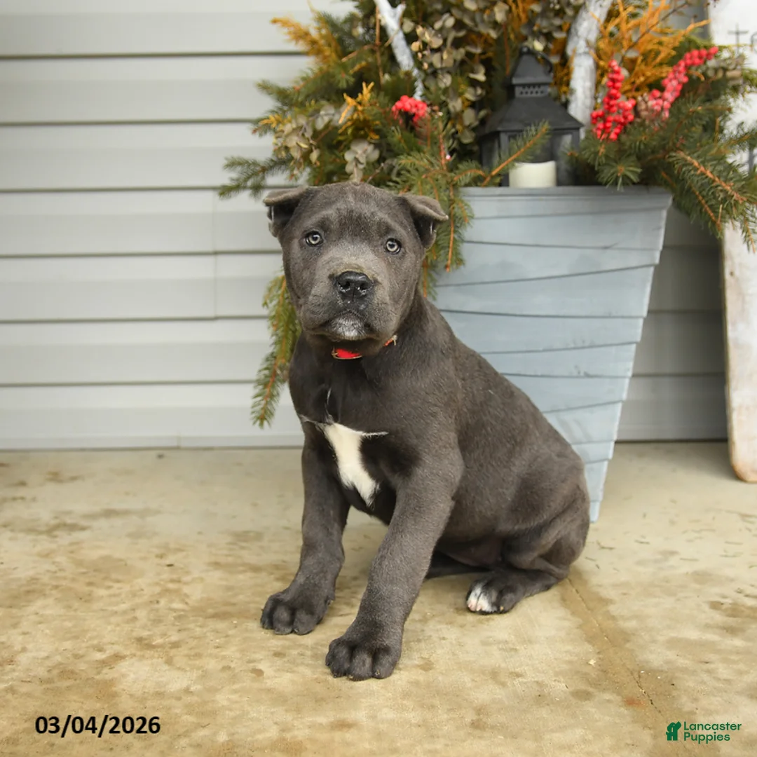 Cane Corso dogs for sale: Bella   - Ad 1