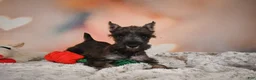 Miniature Schnauzer dogs for sale: Rose - Ad 10