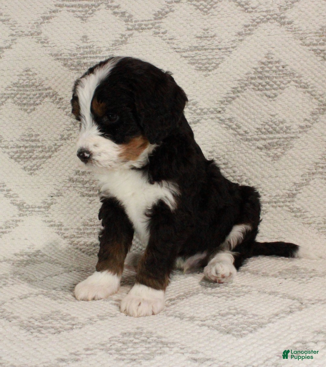 Bernedoodle dogs for sale: Max - Ad 6