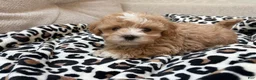 Maltipoo dogs for sale: Chip - Ad 3