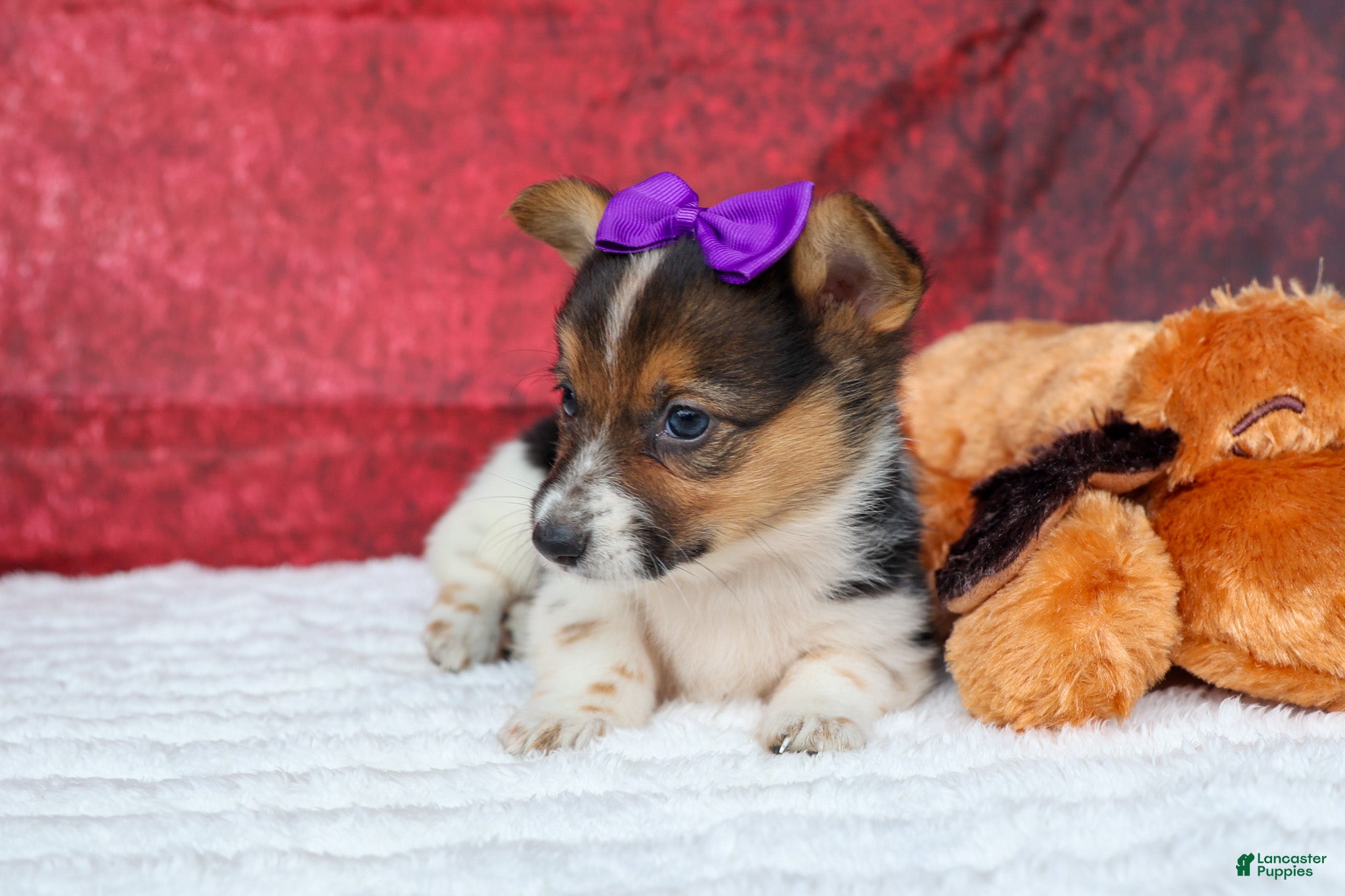 Welsh Corgi Pembroke dogs Abby🩷  - Ad 2