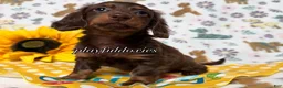Dachshund dogs for sale:  AKC Chocolate & Tan Long Haired Female Dachshund ALL Clear - Ad 4