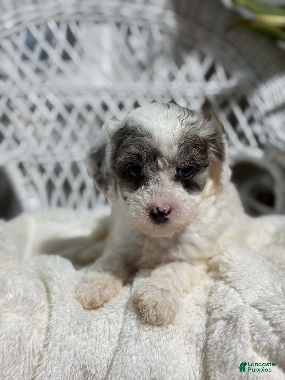 Bichpoo dogs for sale: Franklin - Ad 3