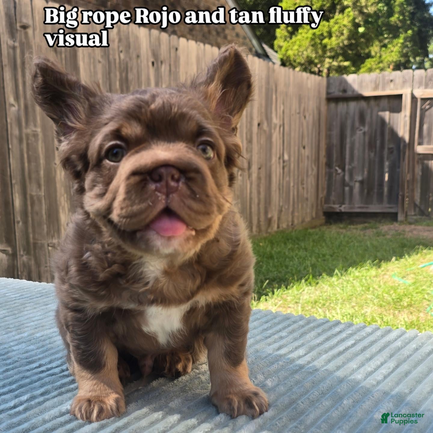 French Bulldog dogs for sale: Canelo - Ad 1