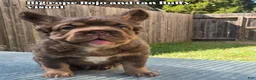 French Bulldog dogs for sale: Canelo - Ad 1