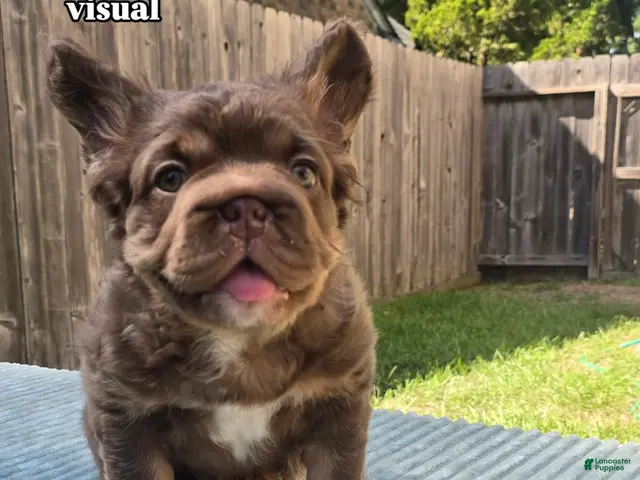 French Bulldog dogs for sale: Canelo - Ad 1