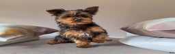 Yorkshire Terrier dogs for sale: Sparky - Ad 5