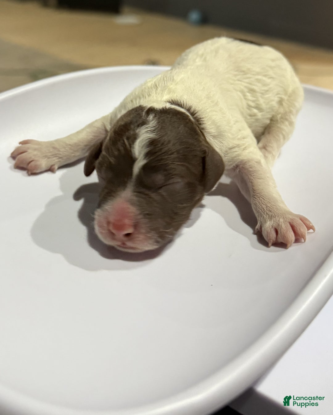 Lagotto Romagnolo dogs for sale: Lagotto Romagnolo Puppy 8 - Ad 1