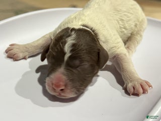 Lagotto Romagnolo dogs Lagotto Romagnolo Puppy 8 - Ad 8