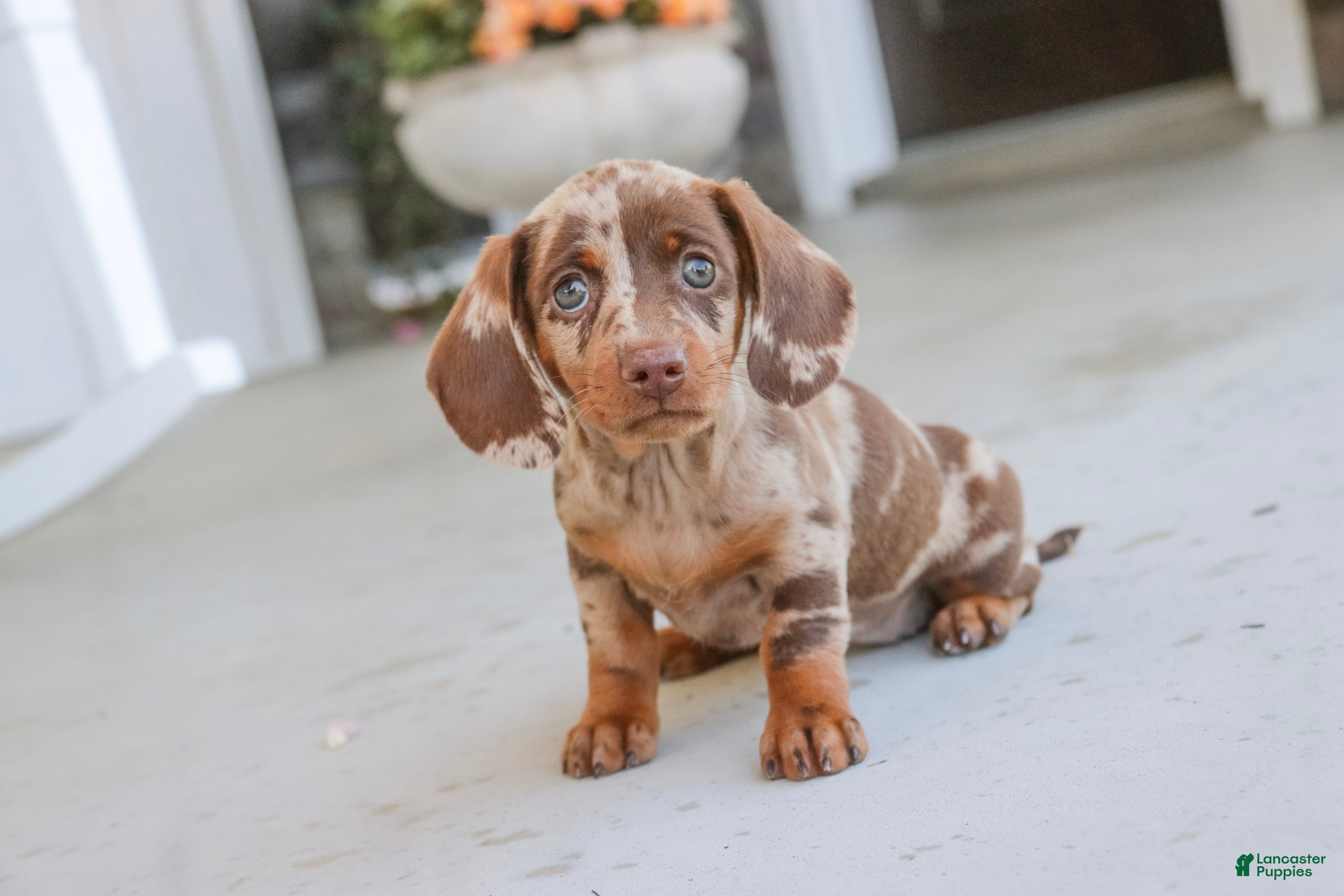 Dachshund dogs Latte - Ad 1