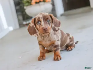 Dachshund dogs for sale: Latte - Ad 1