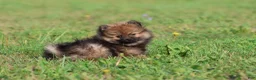 Pomeranian dogs for sale: Sable - Ad 5