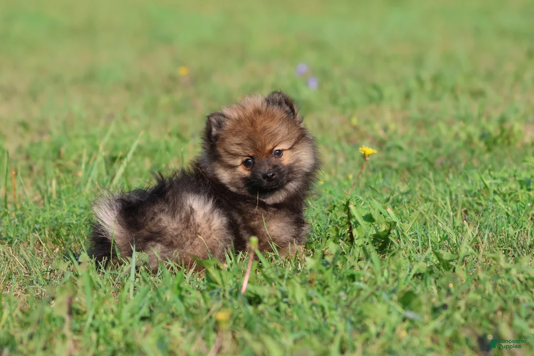 Pomeranian dogs for sale: Sable - Ad 5