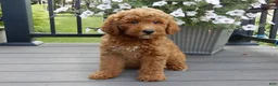 Mini Goldendoodle dogs for sale: Chase - Ad 6