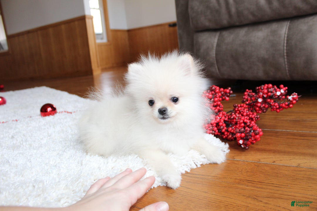 Pomeranian dogs for sale: Teacup Tony - Ad 16