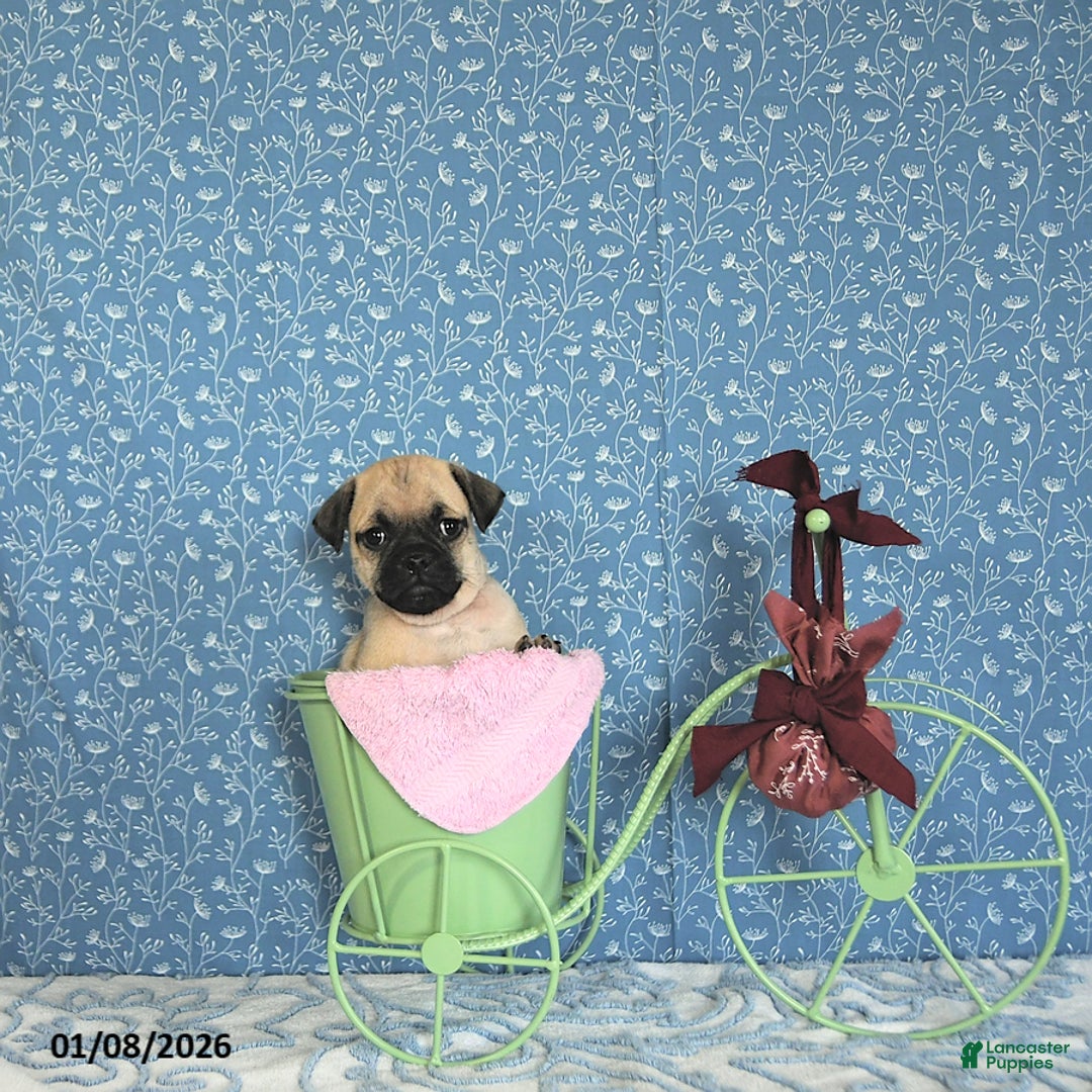 Pug dogs for sale: Lechito - Ad 4