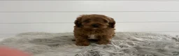 Cavapoo dogs for sale: Henry - Ad 5