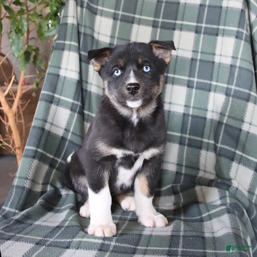 Mixed Breed dogs for sale: Skye - Ad 1