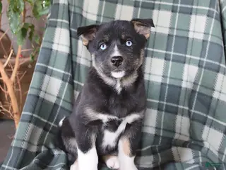 Mixed Breed dogs for sale: Skye - Ad 4