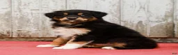 Australian Shepherd dogs for sale: Jada - Ad 3