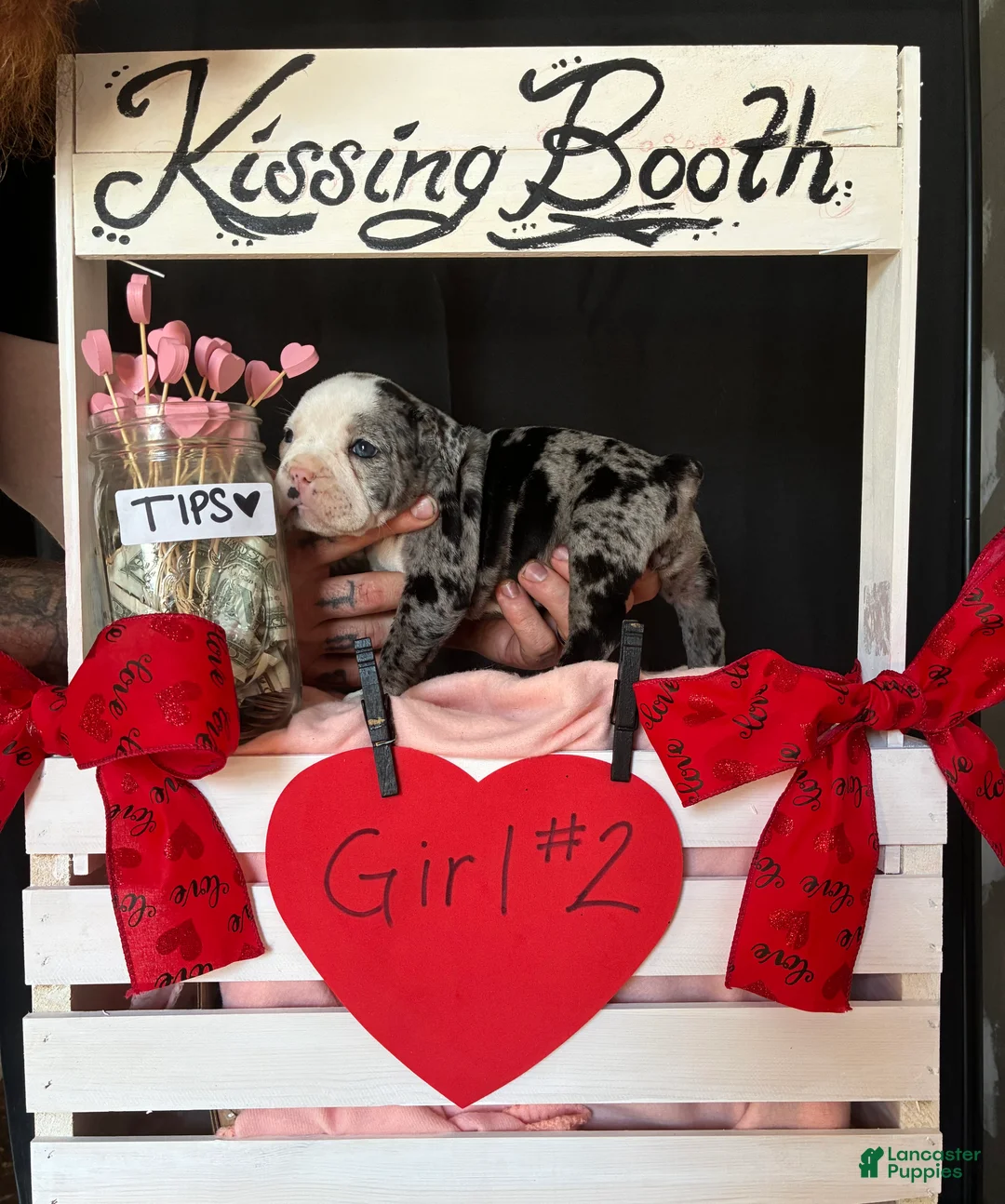 Olde English Bulldogge dogs for sale: Olde English Bulldogge Puppy 8 - Ad 12