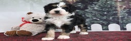 Mini Bernedoodle dogs for sale: Tyler - Ad 1
