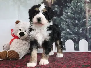 Mini Bernedoodle dogs Tyler - Ad 13