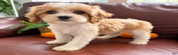 Cavapoo dogs for sale: Misty - Ad 1