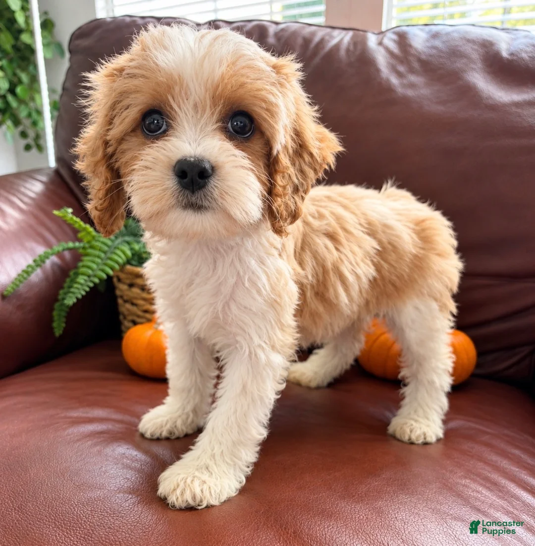Cavapoo dogs for sale: Misty - Ad 1