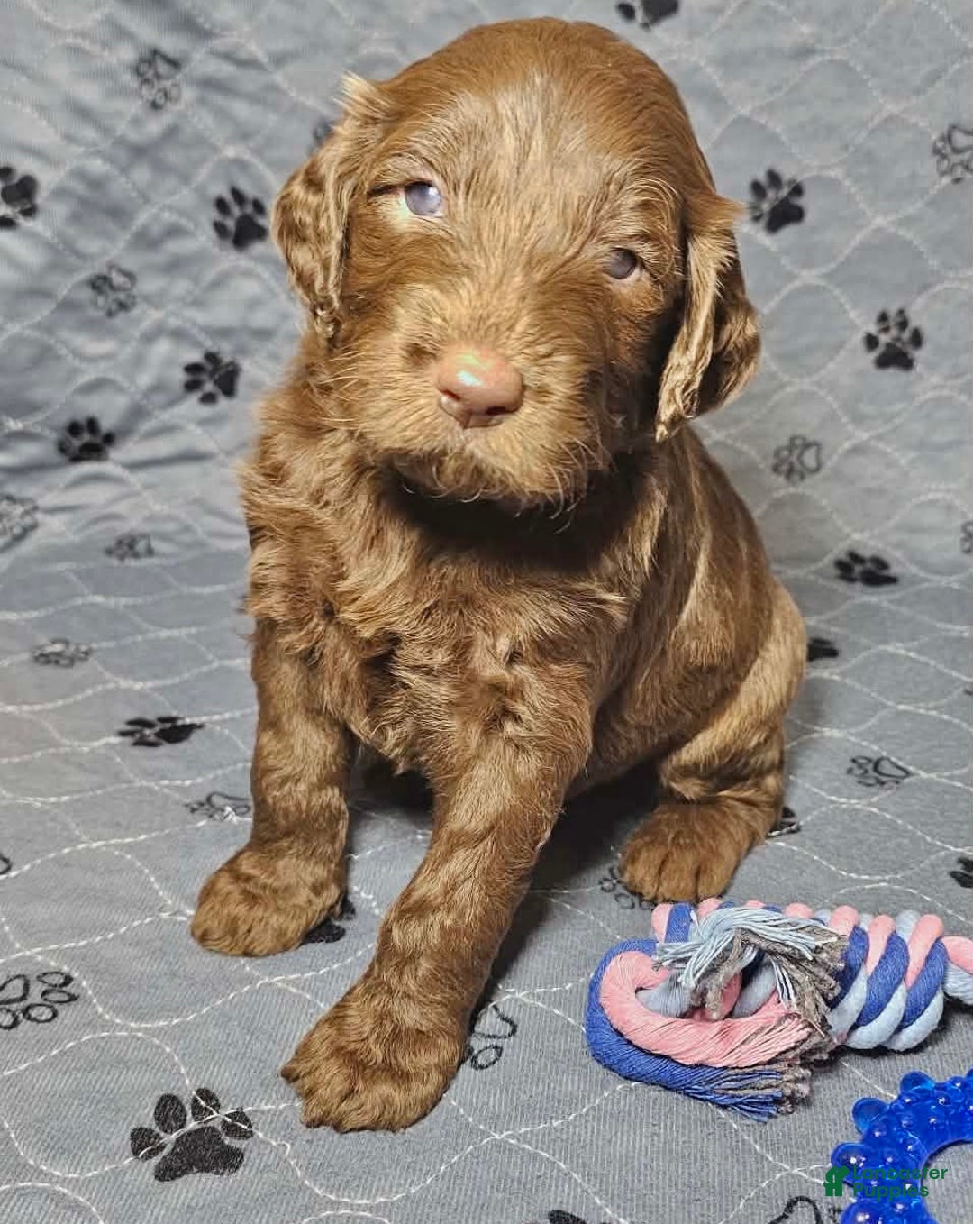 Goldendoodle dogs for sale:  Cappuccino  - Ad 4