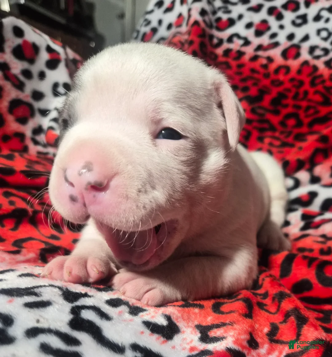 Mixed Breed dogs for sale: "BRAD PITT" - Ad 4